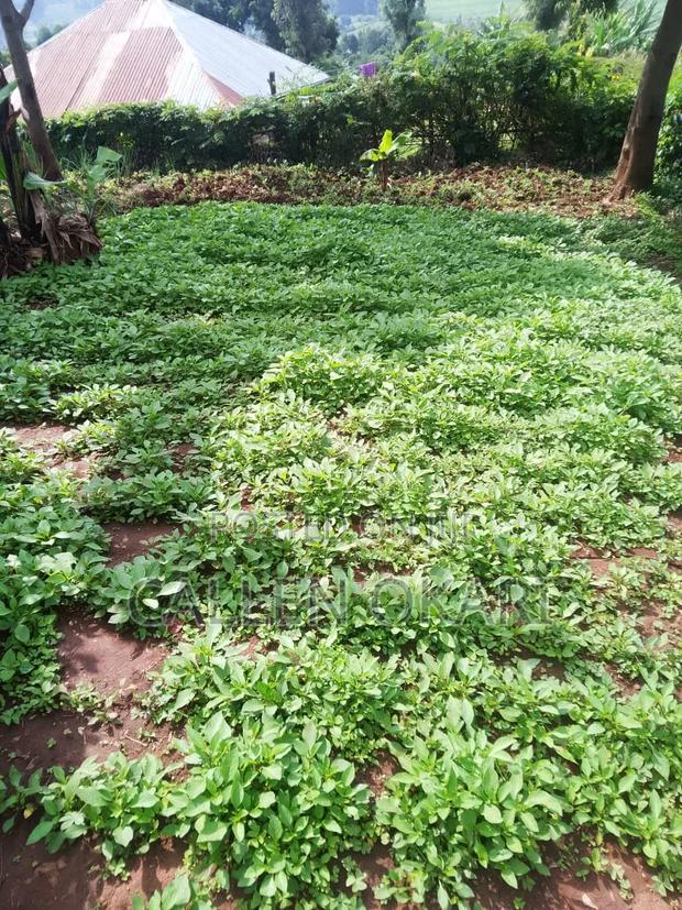 Fresh Farm Kienyeji - thumbnail 2