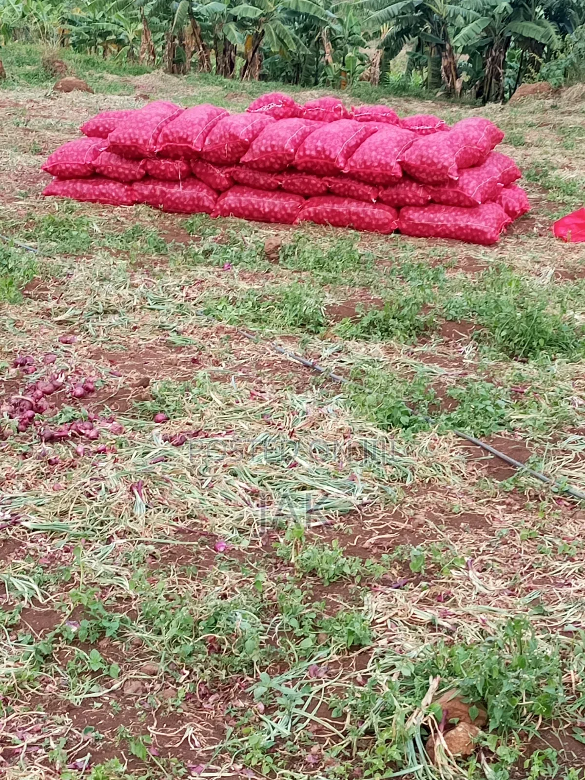 I Sell Fresh Farm Onions
