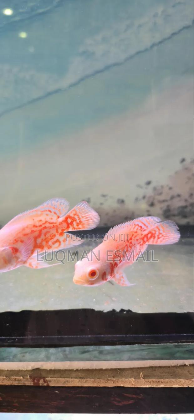 Albino Oscars