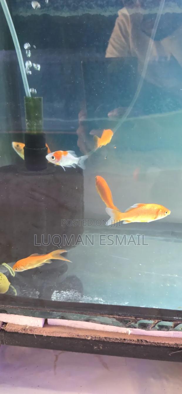 Gold Fishes