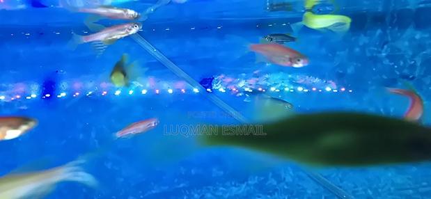 Danios Zebra - thumbnail 2