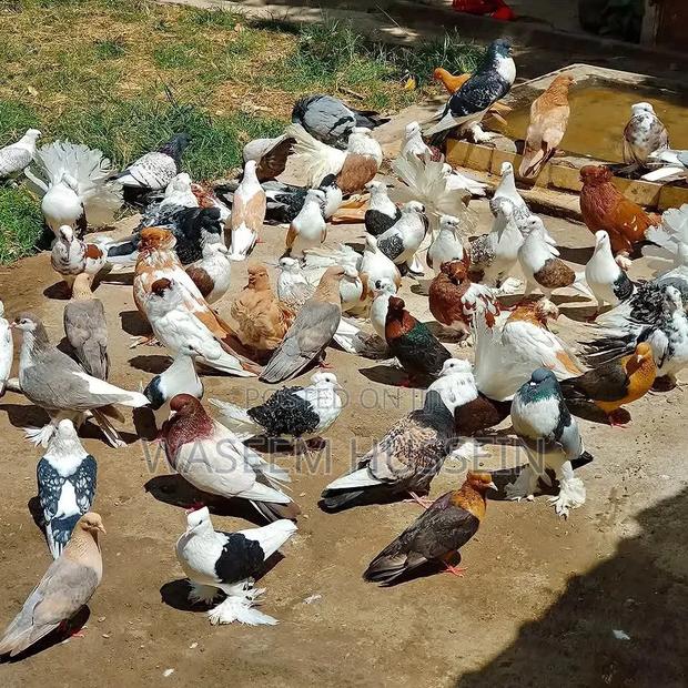 Exotic Pigeons - thumbnail 3