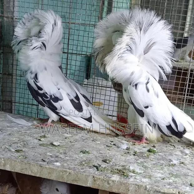 Exotic Pigeons - thumbnail 8