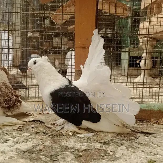 Exotic Pigeons - thumbnail 9