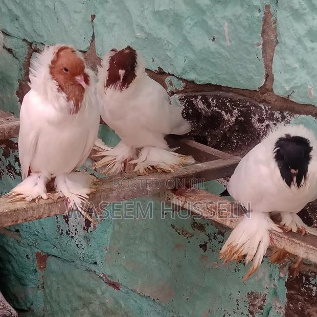 Exotic Pigeons - thumbnail 7