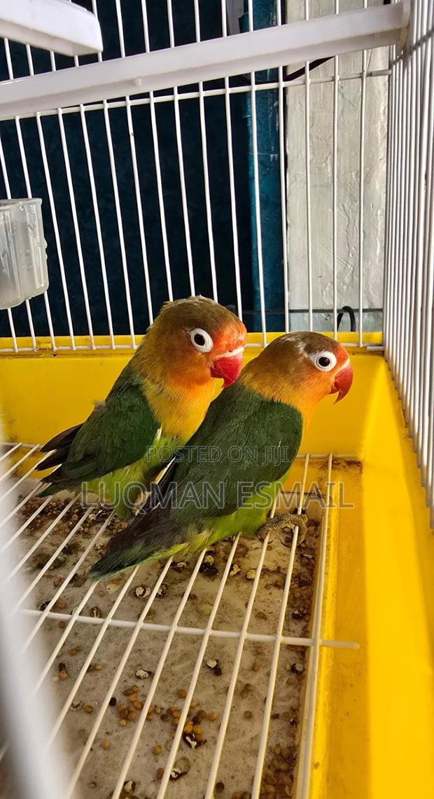 Bird Cages - thumbnail 2