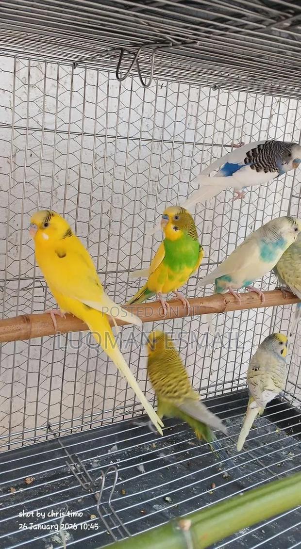 Bird Cages - thumbnail 3