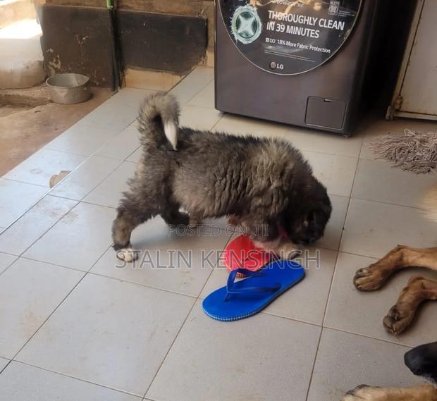 1-3 months Female Purebred Caucasian Shepherd