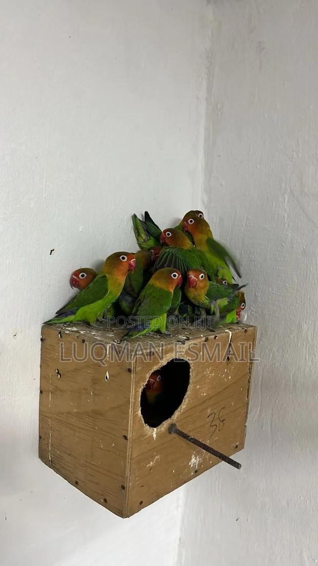 Breeding Box for Birds