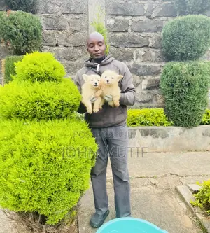 1-3 months Female Purebred Japanese Spitz
