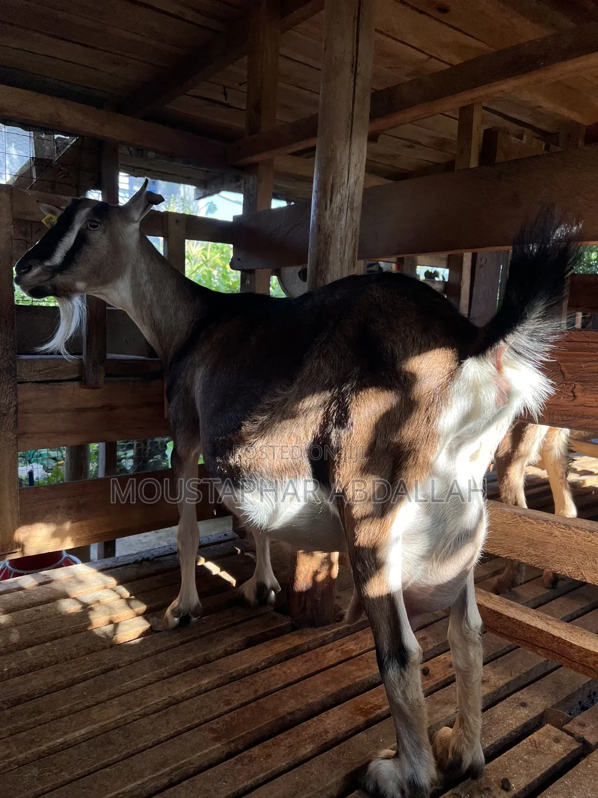 Farm Fresh Dairy Goat Milk