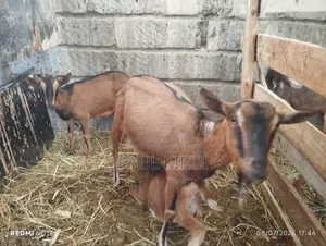 Alpine Goats
