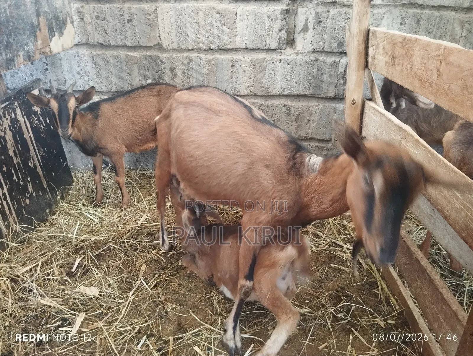 Alpine Goats