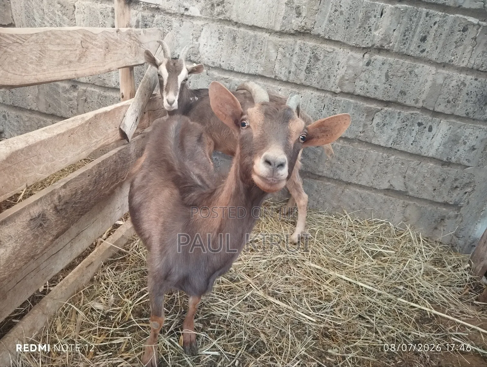 Alpine Goats