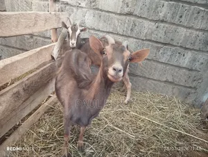 Alpine Goats