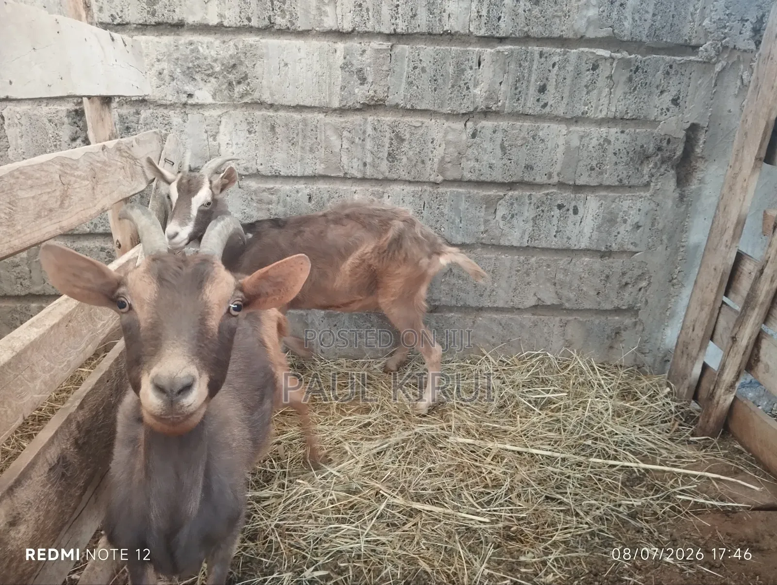 Alpine Goats