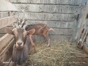 Alpine Goats