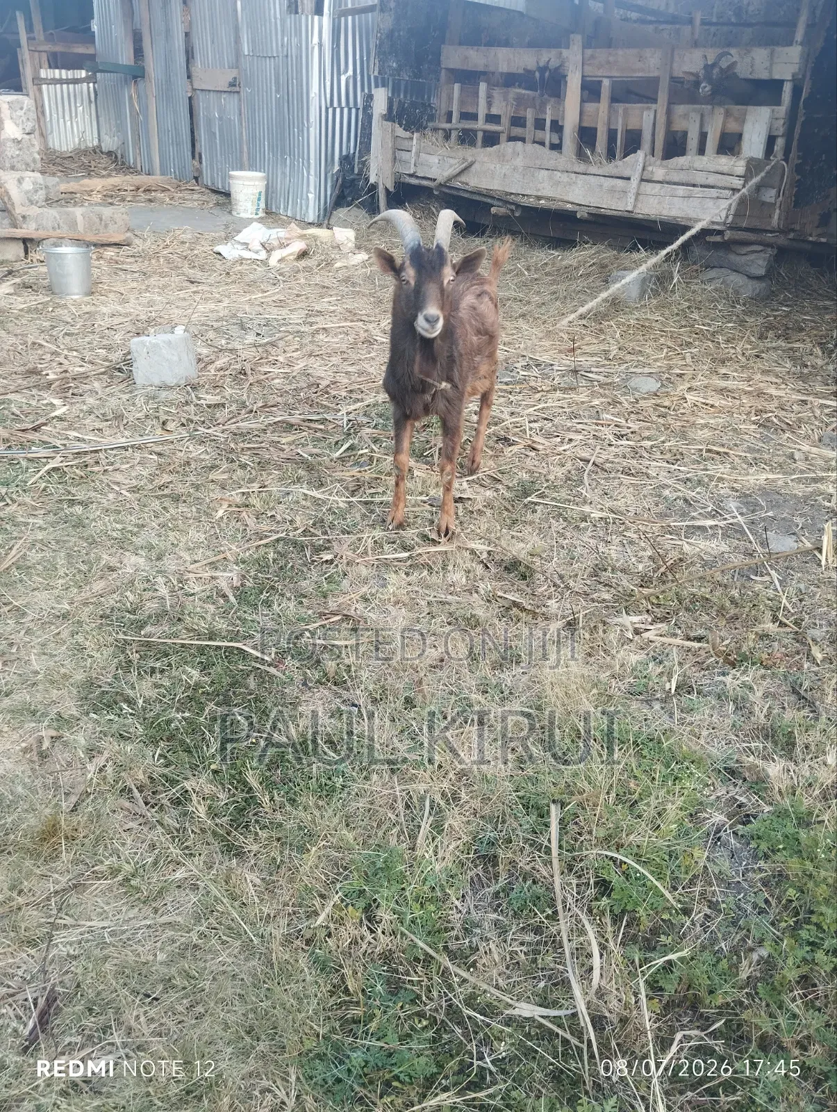 Alpine Goats