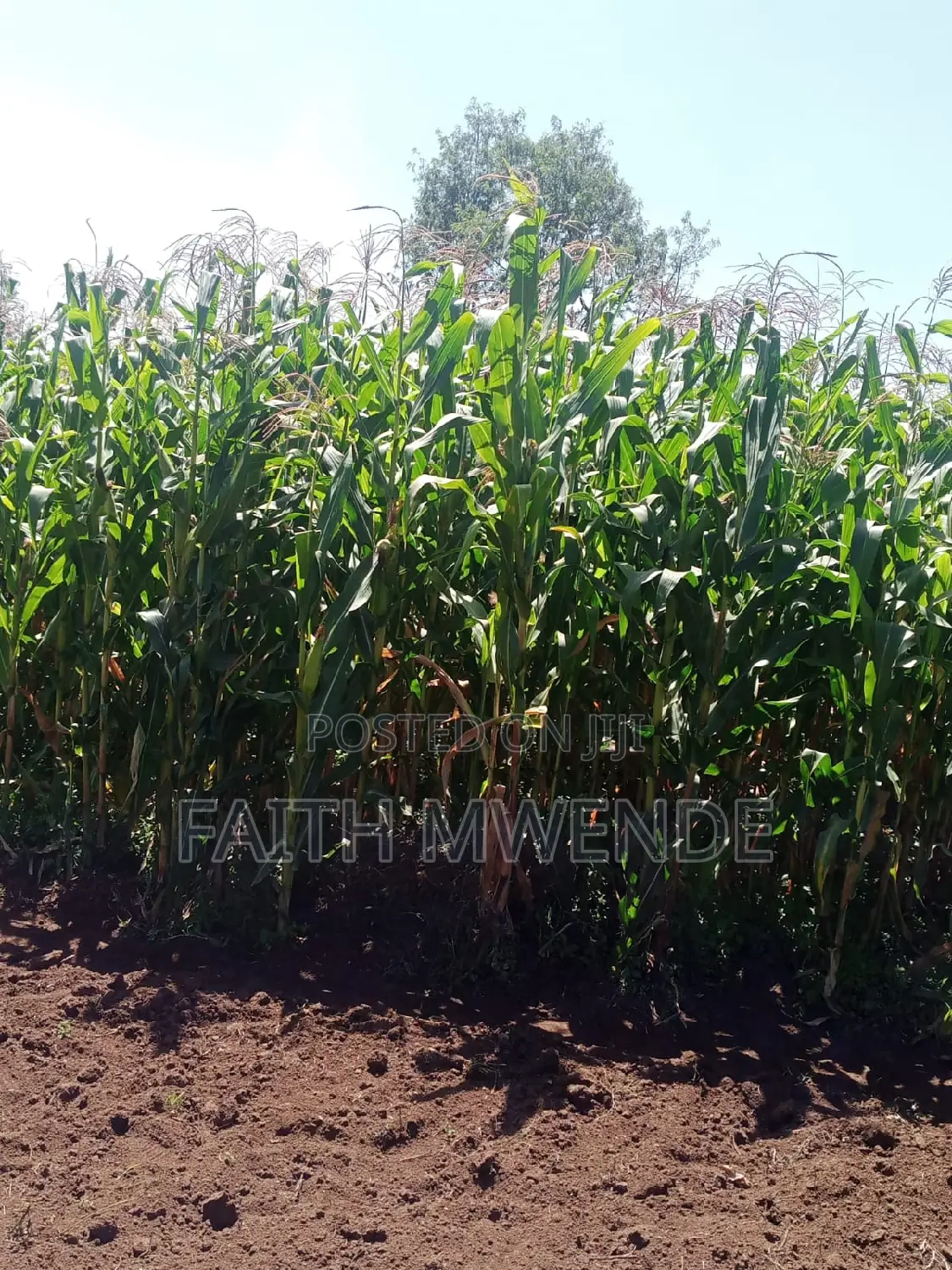 Fullcorn Maize for Silage