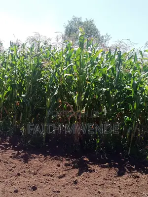 Fullcorn Maize for Silage