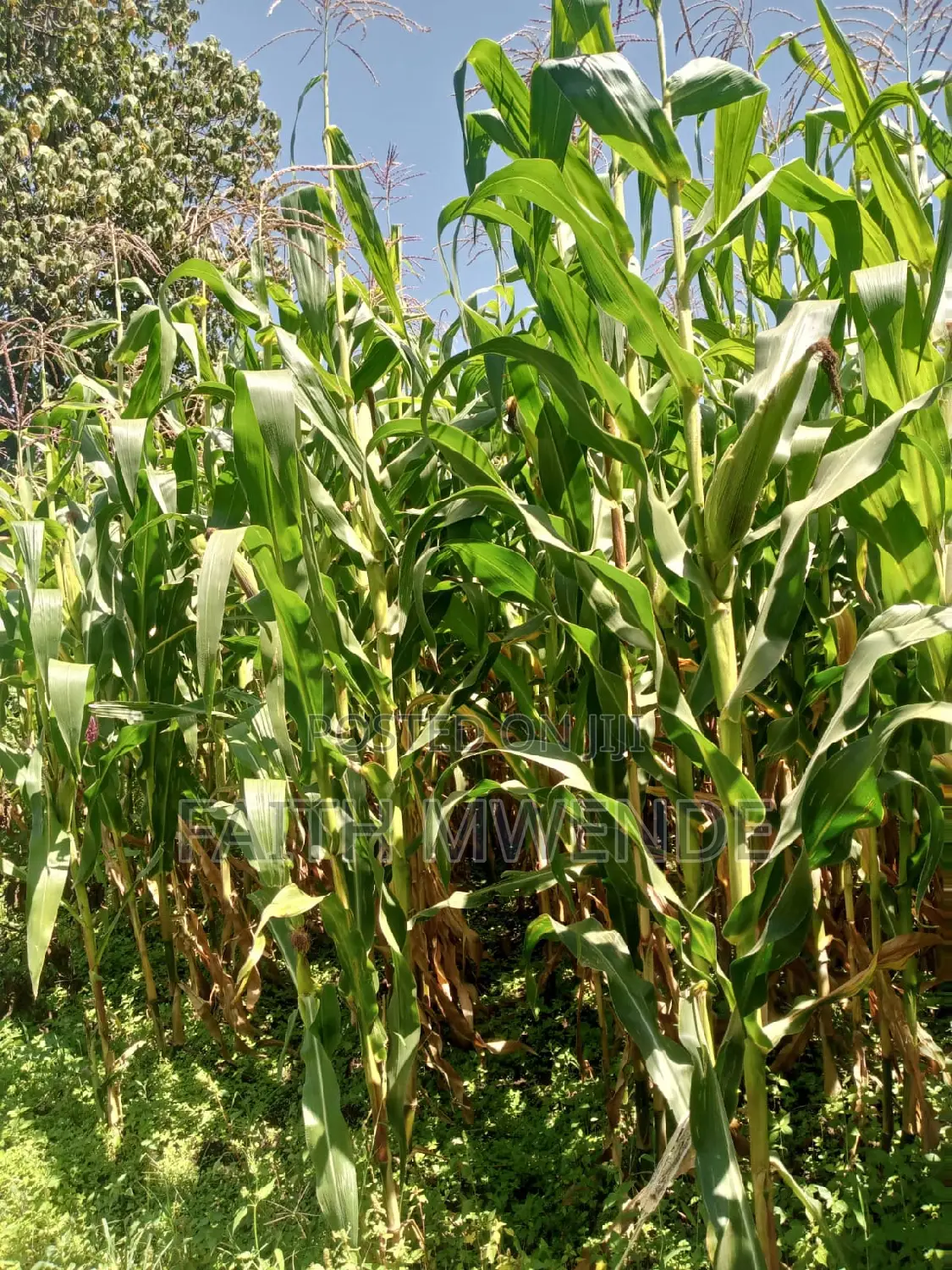 Fullcorn Maize for Silage