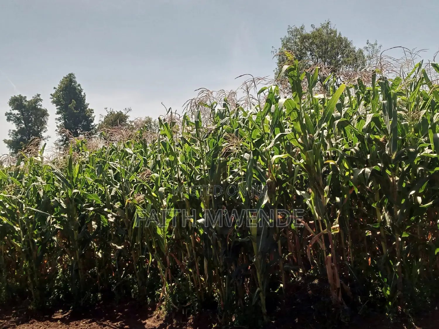 Fullcorn Maize for Silage