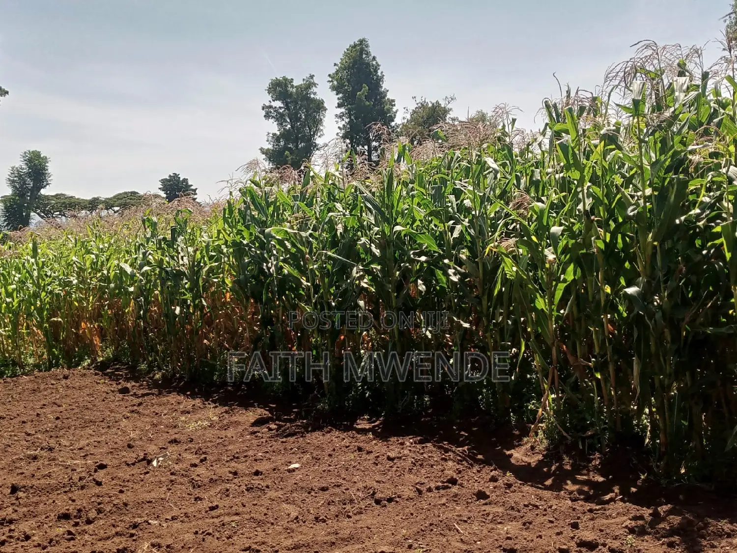 Fullcorn Maize for Silage