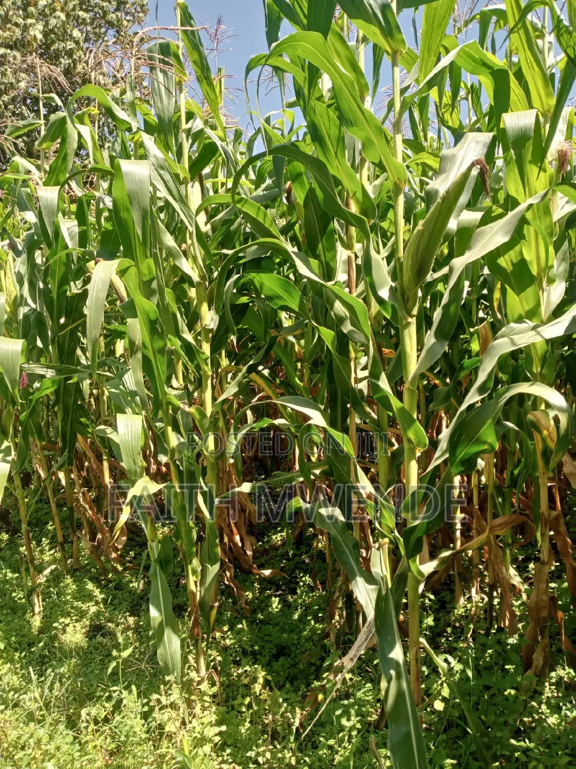 Fullcorn Maize for Silage