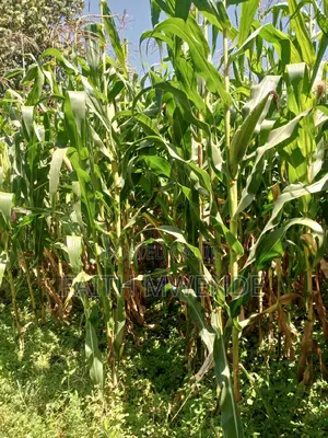 Fullcorn Maize for Silage