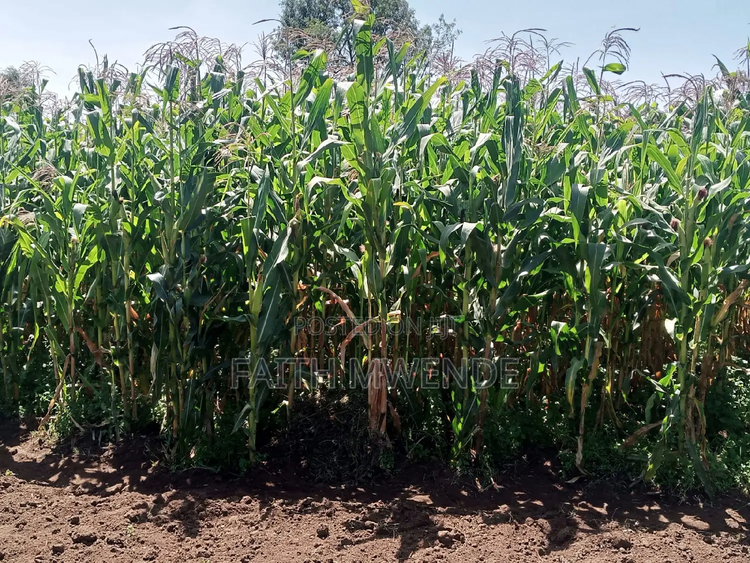 Fullcorn Maize for Silage