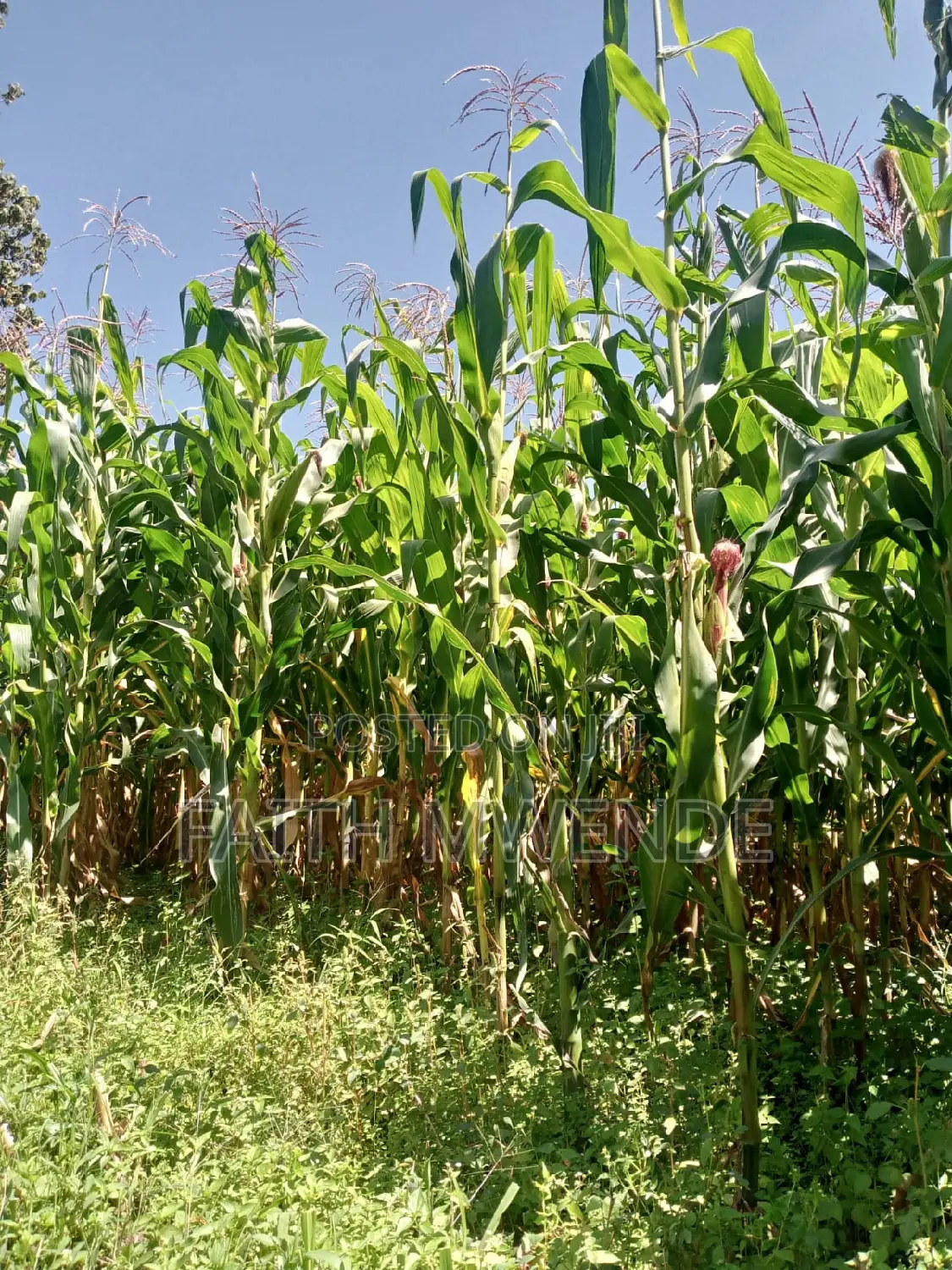 Fullcorn Maize for Silage