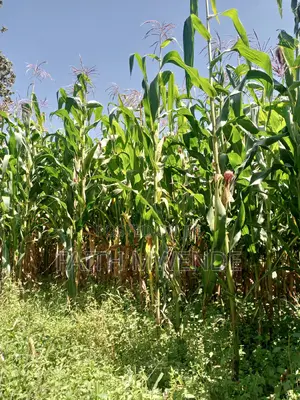 Fullcorn Maize for Silage