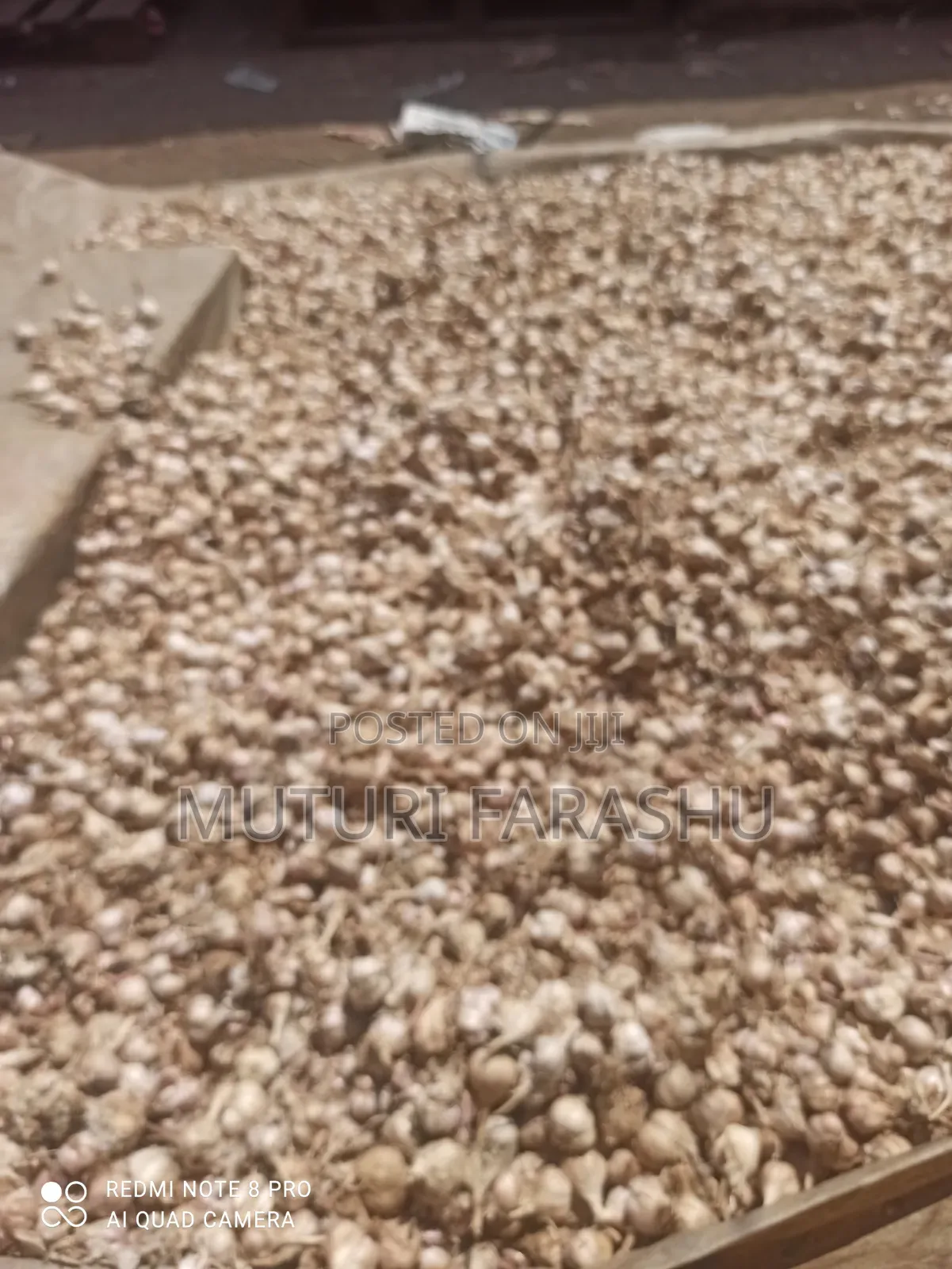 Tush Garlic (Saumu) Mbegu Moja