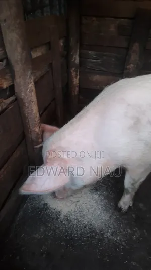 Animal Learing