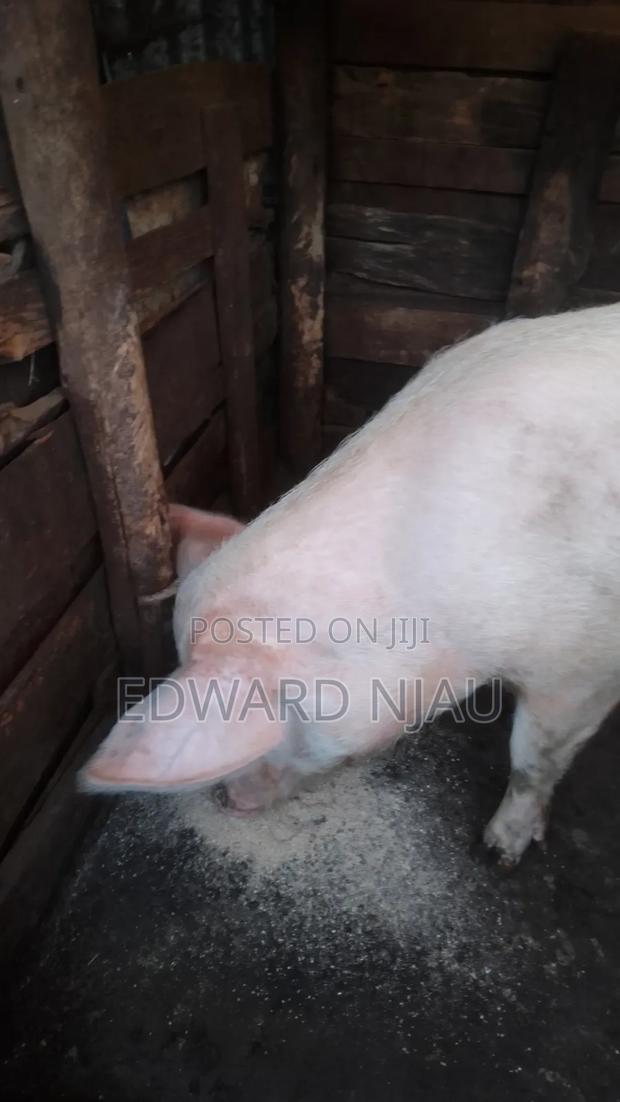 Animal Learing - thumbnail 2