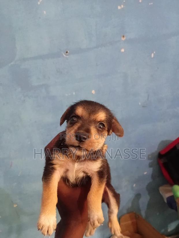 0-1 month Female Mixed Breed Havanese