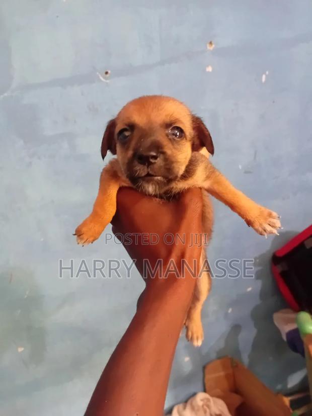 0-1 month Female Mixed Breed Havanese - thumbnail 2