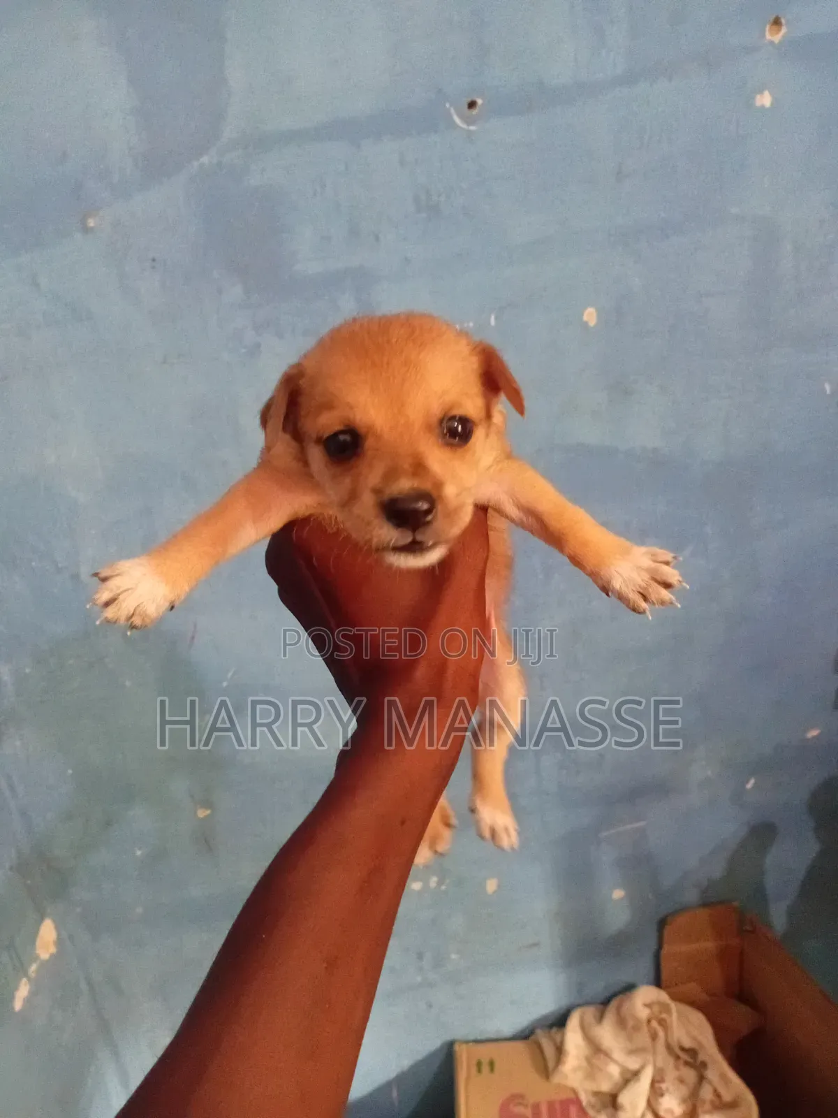 0-1 month Female Mixed Breed Havanese