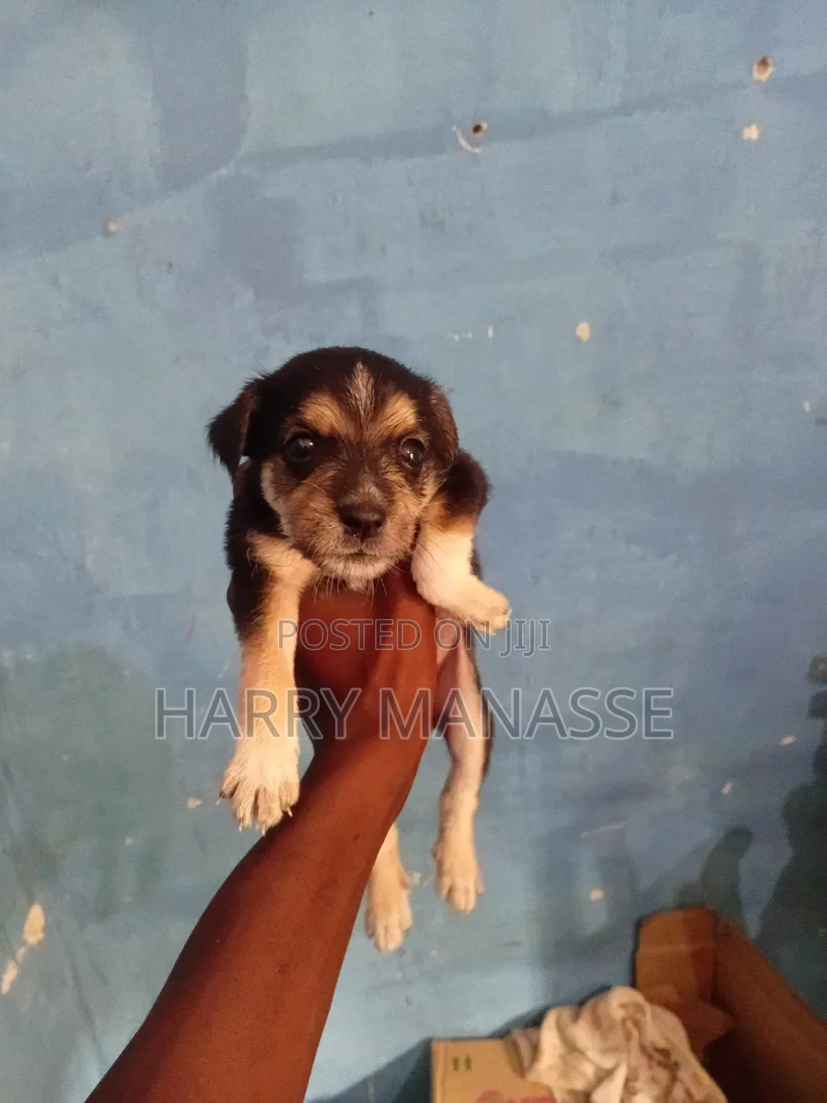 0-1 month Female Mixed Breed Havanese