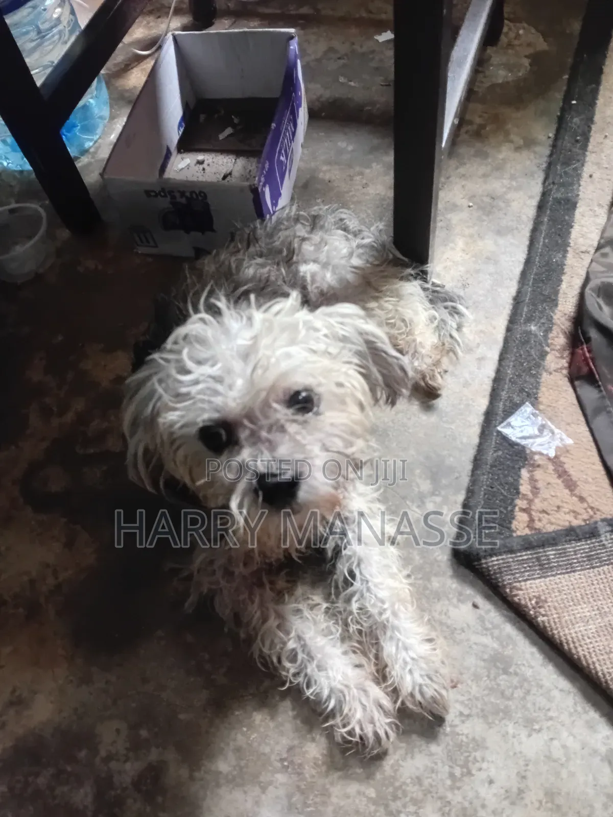 0-1 month Female Mixed Breed Havanese
