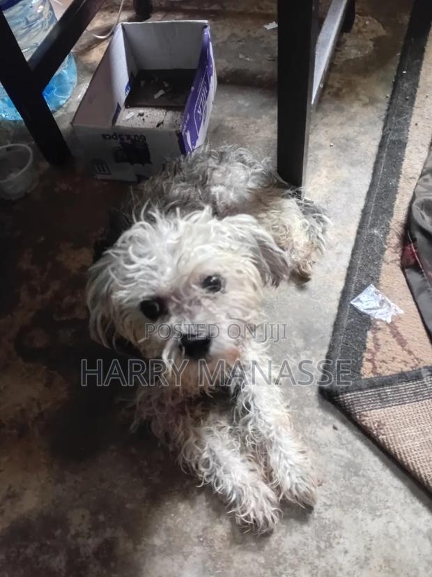 0-1 month Female Mixed Breed Havanese - thumbnail 5