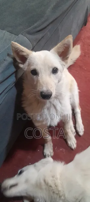 6-12 months Female Mixed Breed Japanese Spitz