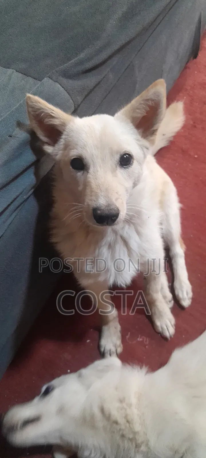 6-12 months Female Mixed Breed Japanese Spitz