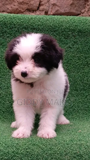 1-3 months Female Purebred Havanese