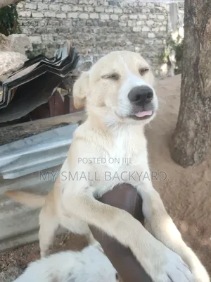 1-3 months Male Purebred Japanese Spitz