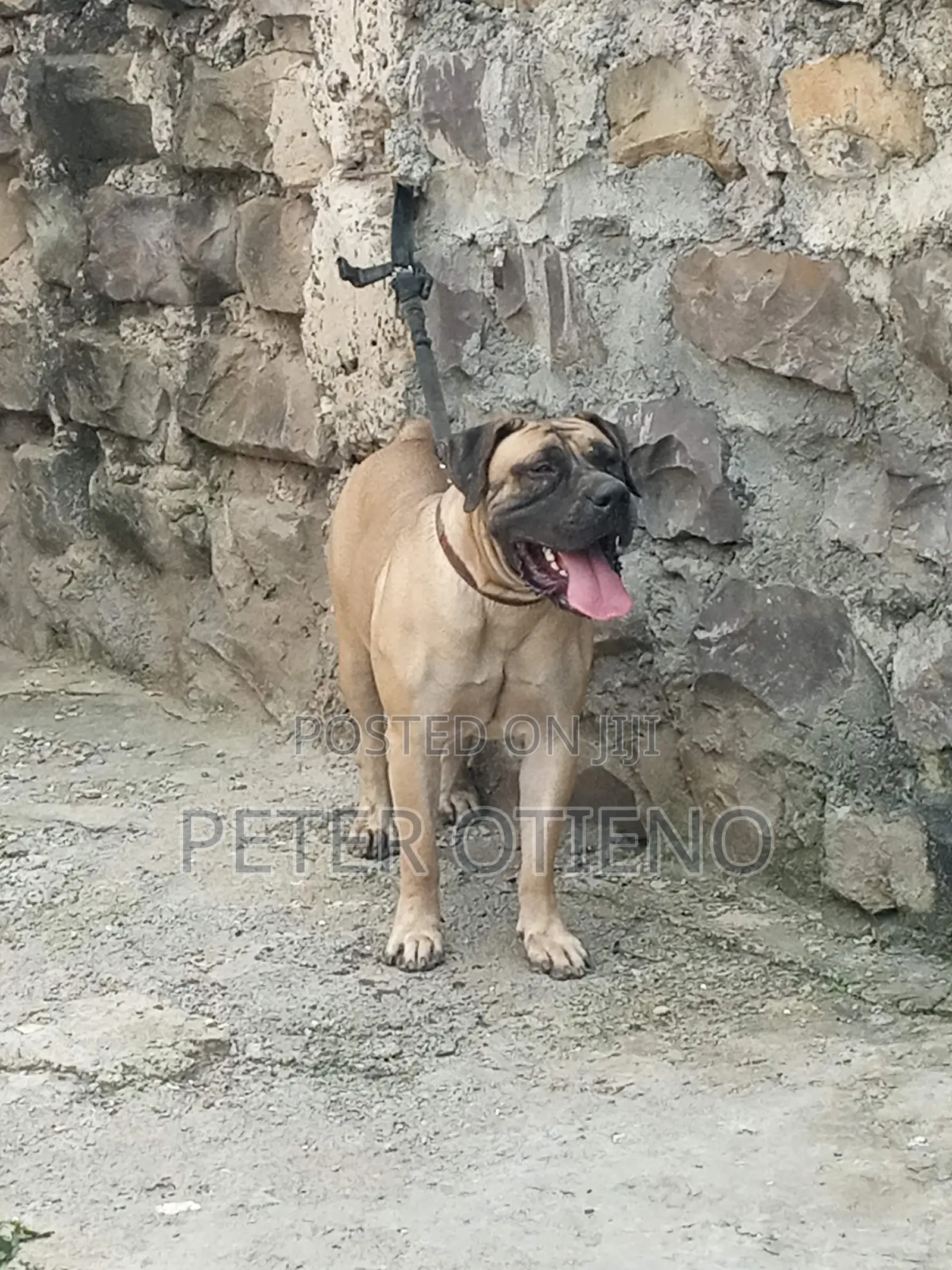 1-3 months Female Purebred Boerboel