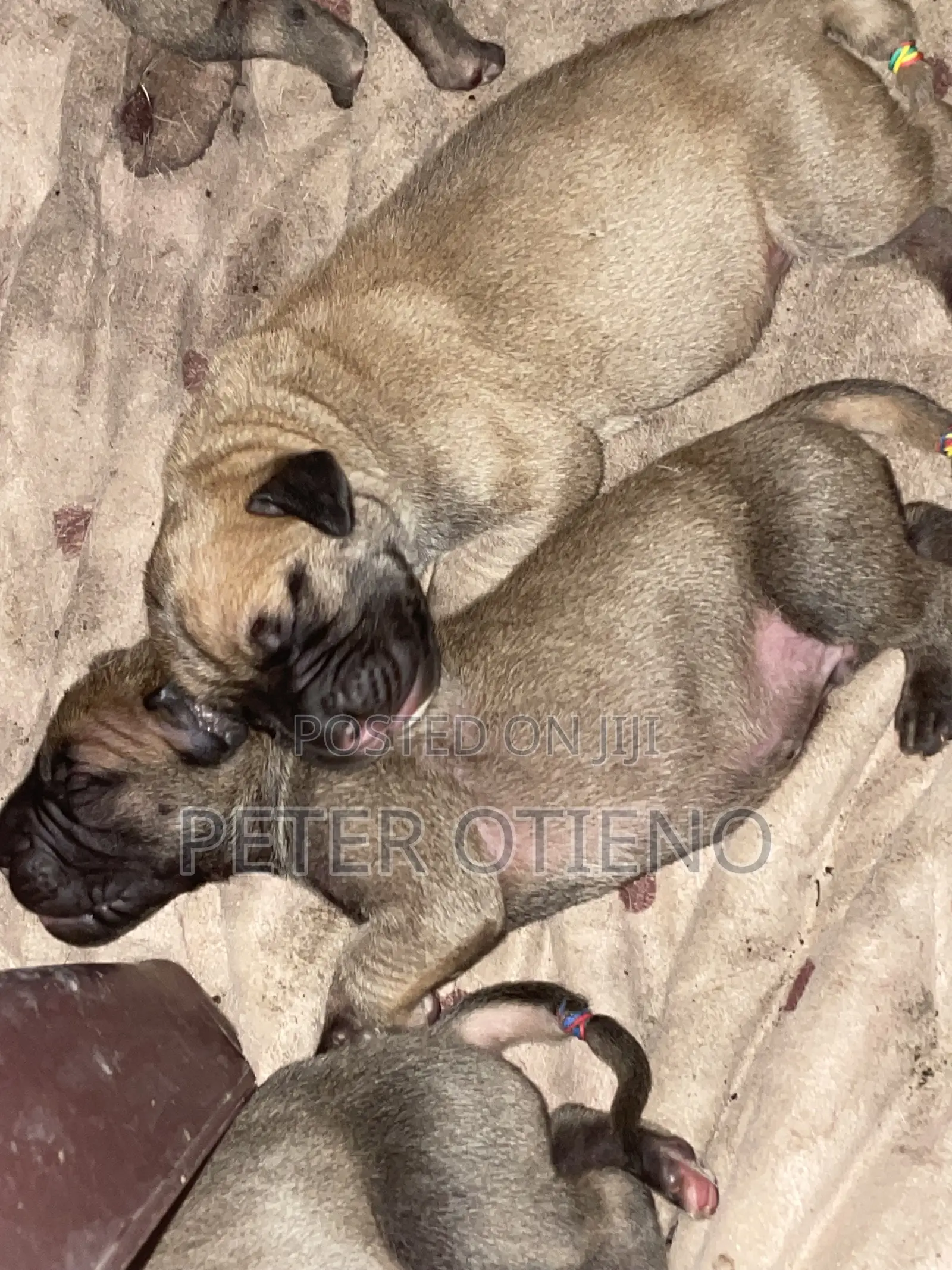 1-3 months Female Purebred Boerboel