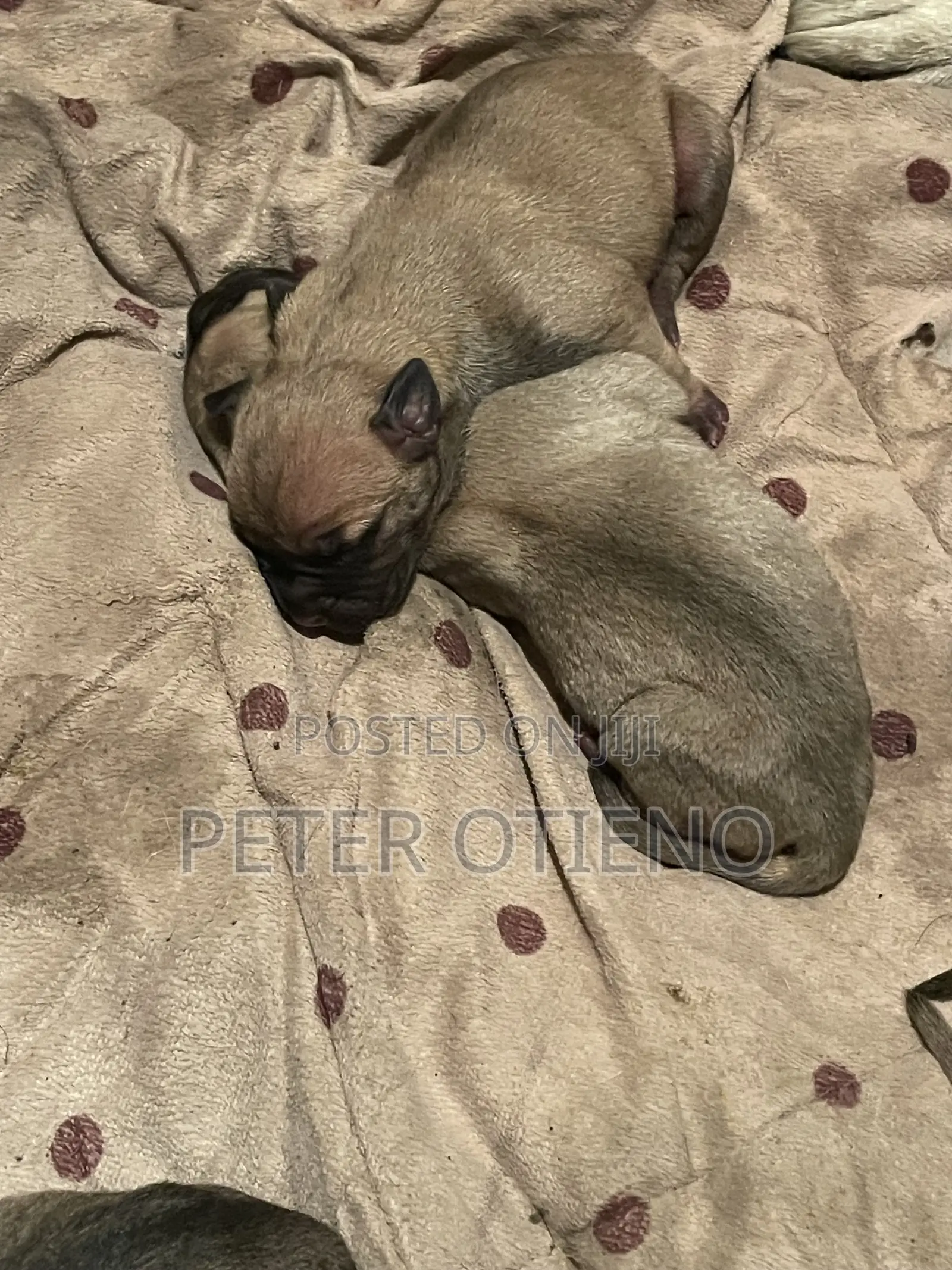 1-3 months Female Purebred Boerboel