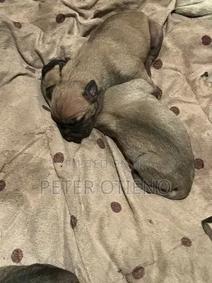 1-3 months Female Purebred Boerboel