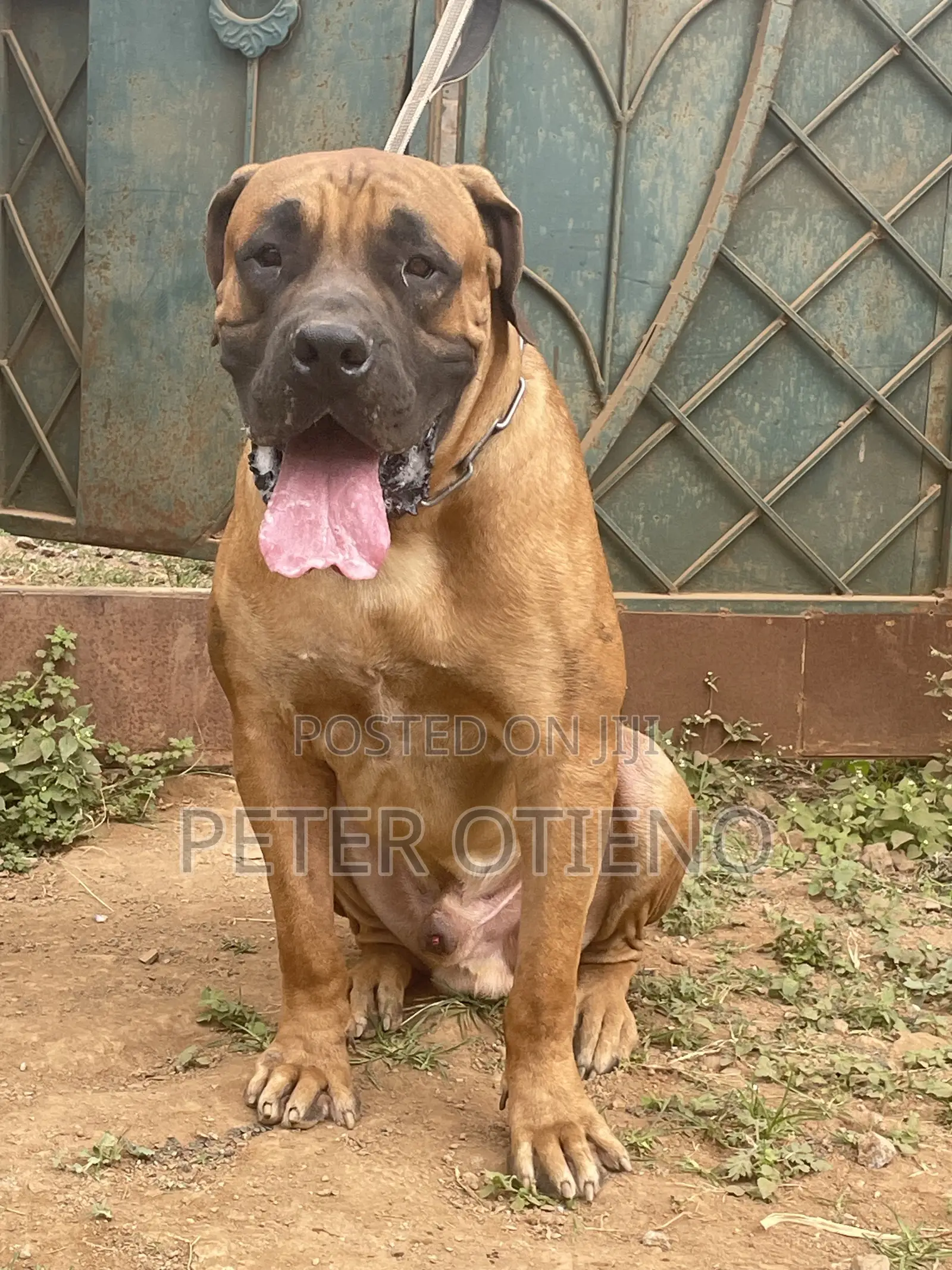 1-3 months Female Purebred Boerboel